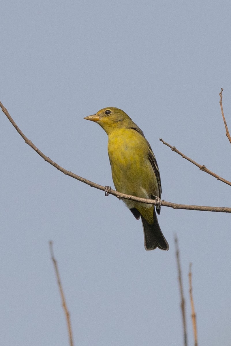 Western Tanager - ML620760503