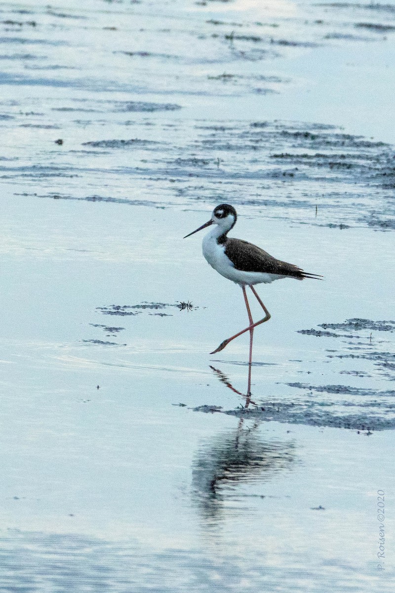 Black-necked Stilt - ML620760507