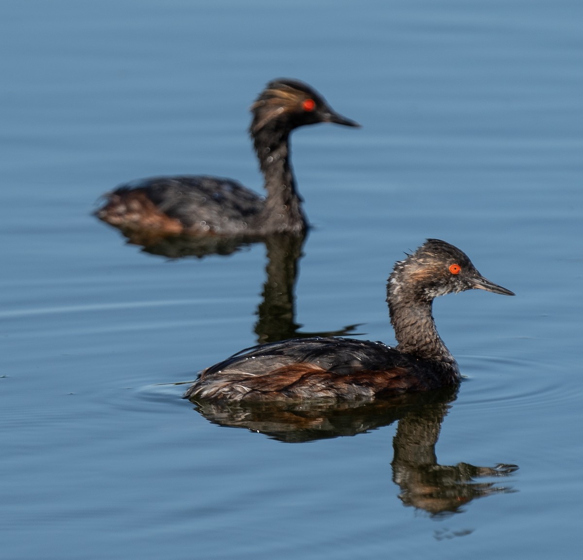 Eared Grebe - ML620760508