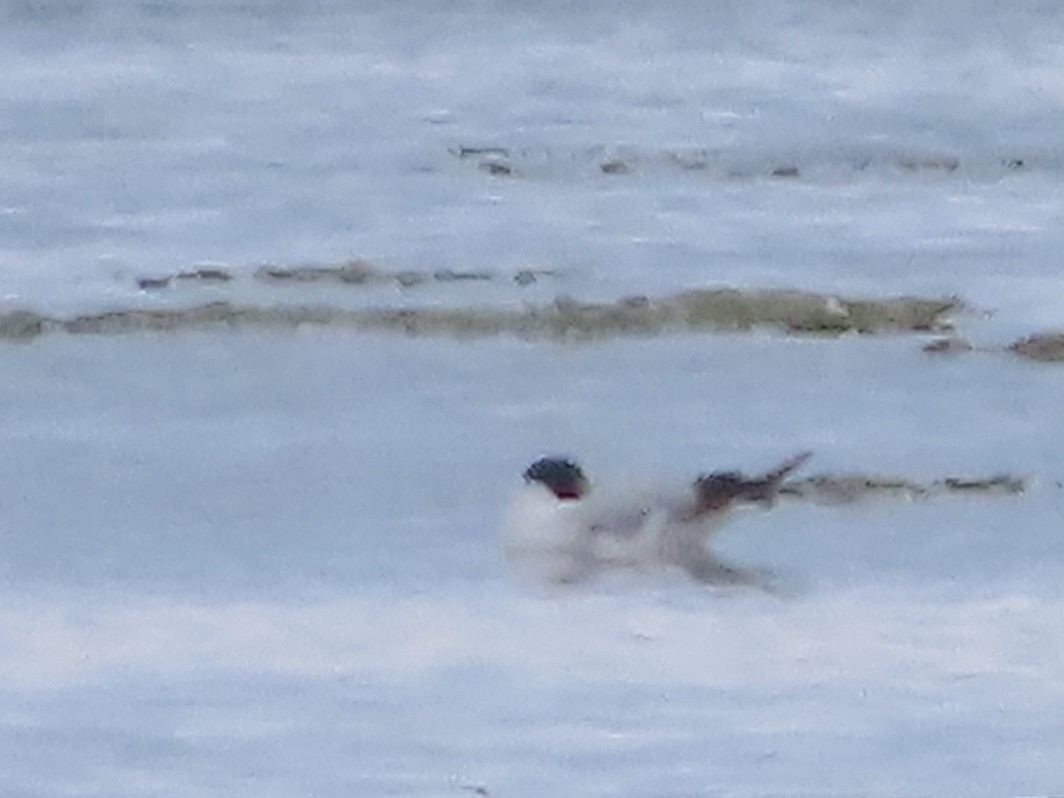 Mouette pygmée - ML620760509