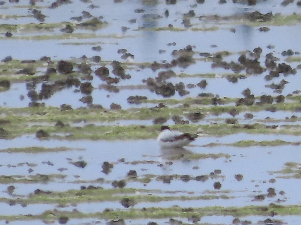 Little Gull - ML620760510