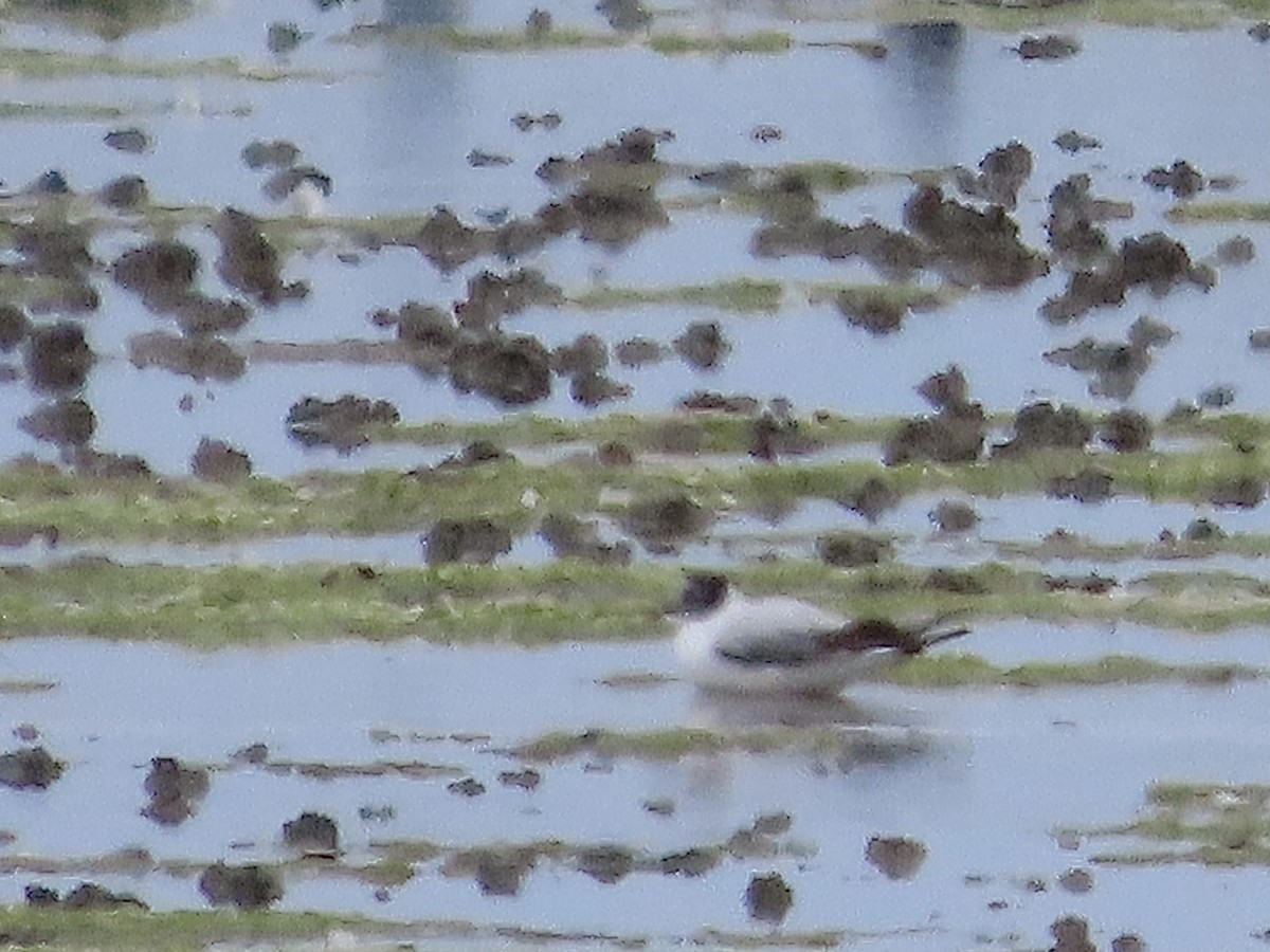 Little Gull - ML620760511