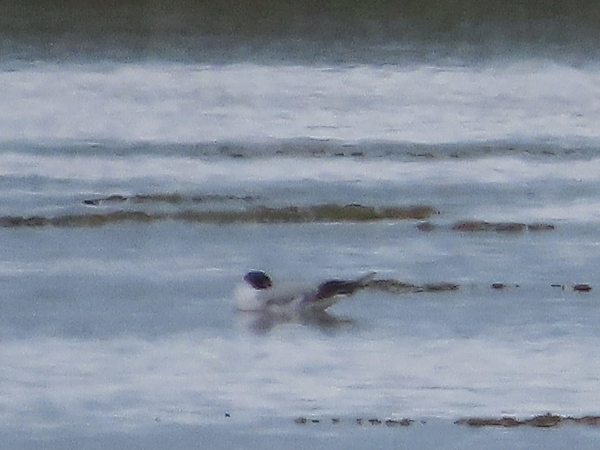 Little Gull - ML620760512