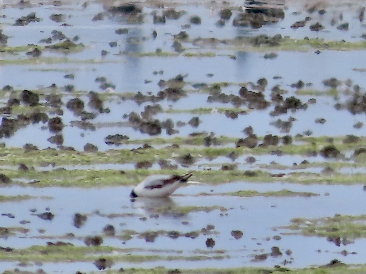 Little Gull - ML620760513