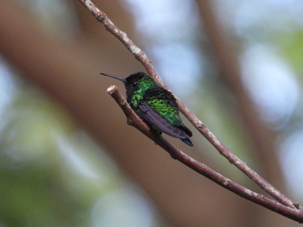 Blue-tailed Emerald - ML620760520