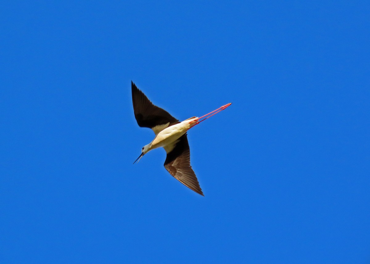 Black-winged Stilt - ML620760522