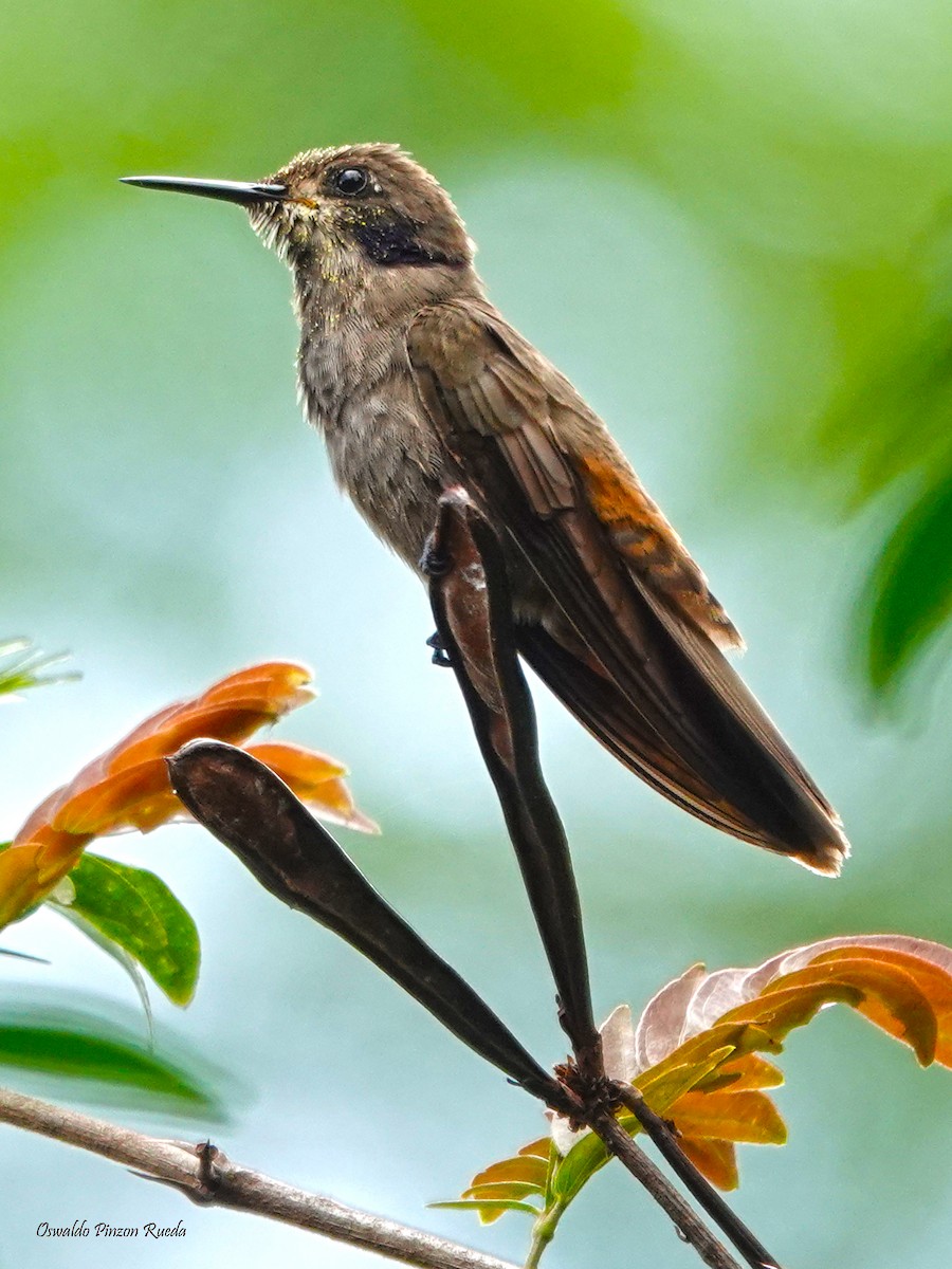 Brown Violetear - ML620760523