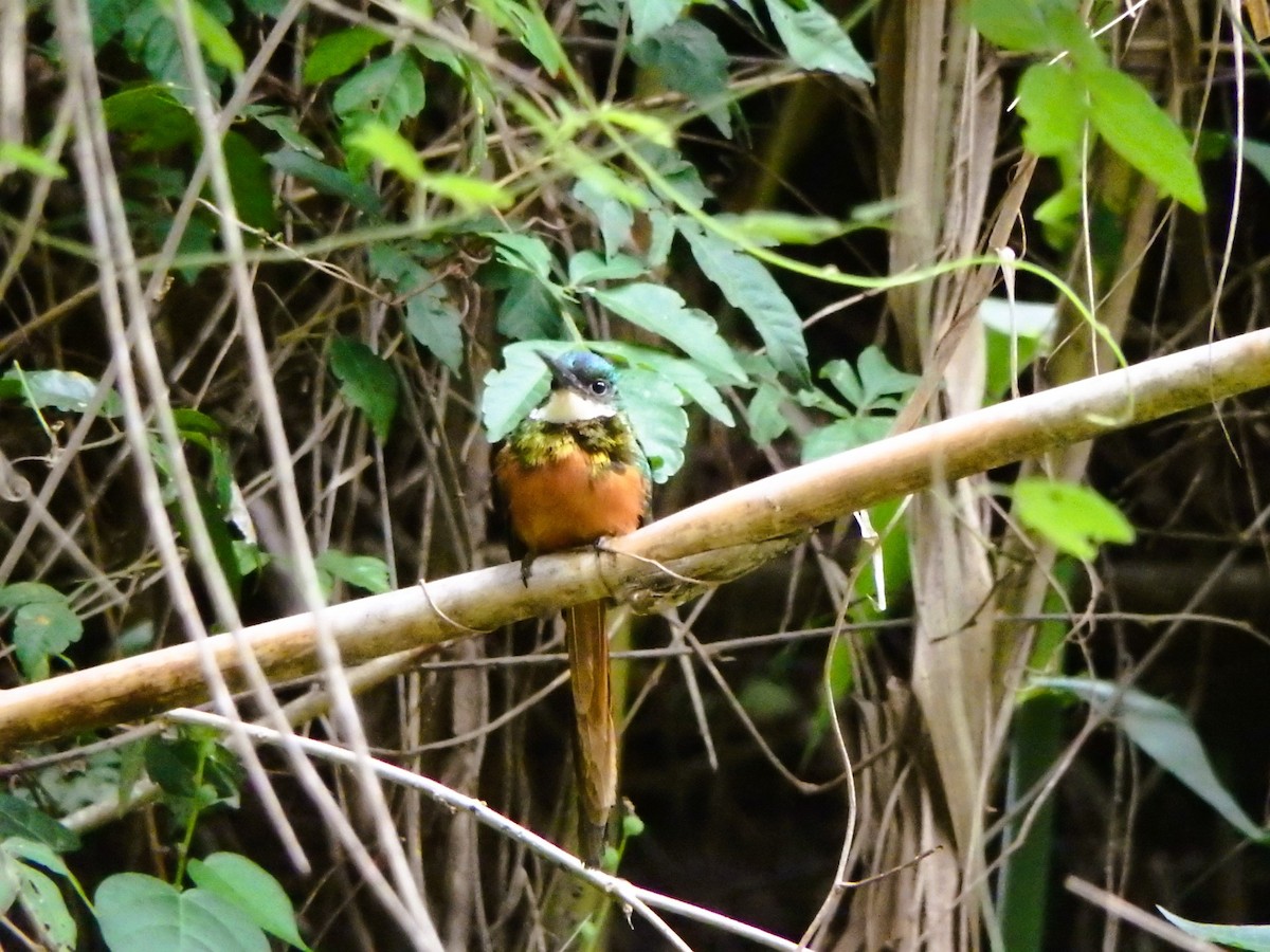 Rufous-tailed Jacamar - ML620760531