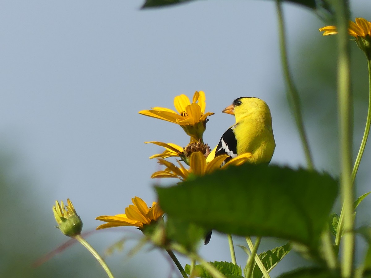 American Goldfinch - ML620760535