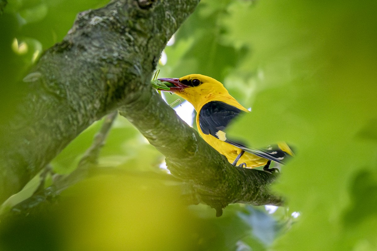 Eurasian Golden Oriole - Andrej Tabak