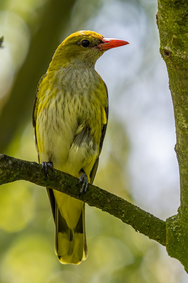 Eurasian Golden Oriole - ML620760537