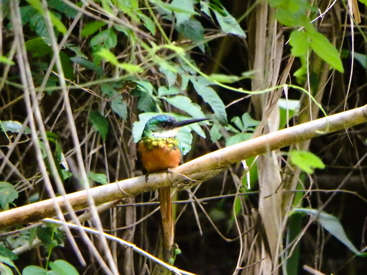 Rufous-tailed Jacamar - ML620760538