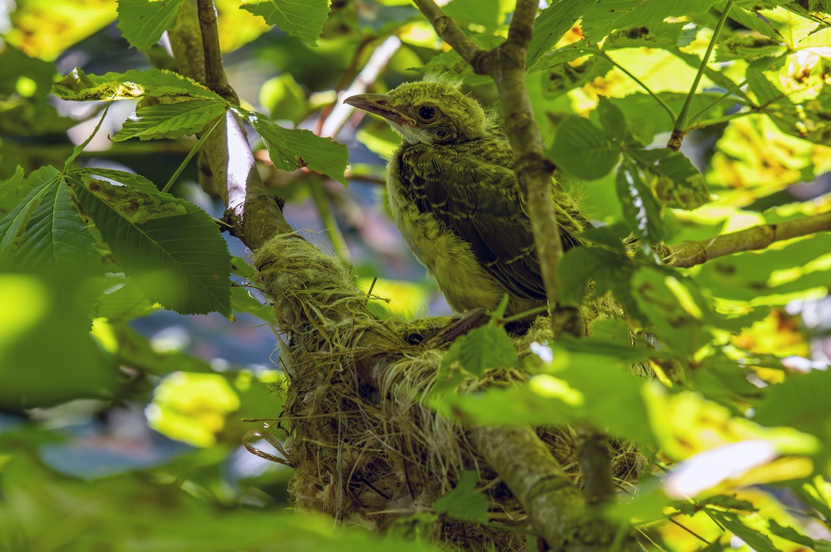 Eurasian Golden Oriole - ML620760539