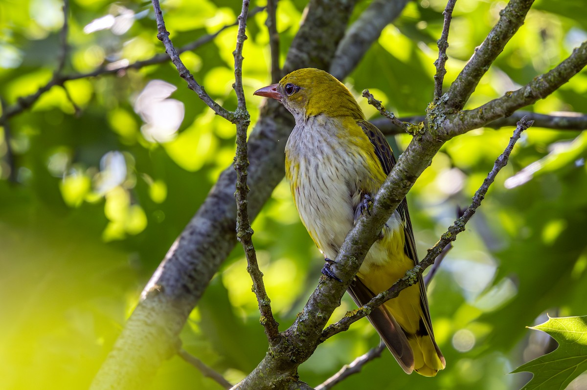 Eurasian Golden Oriole - ML620760540