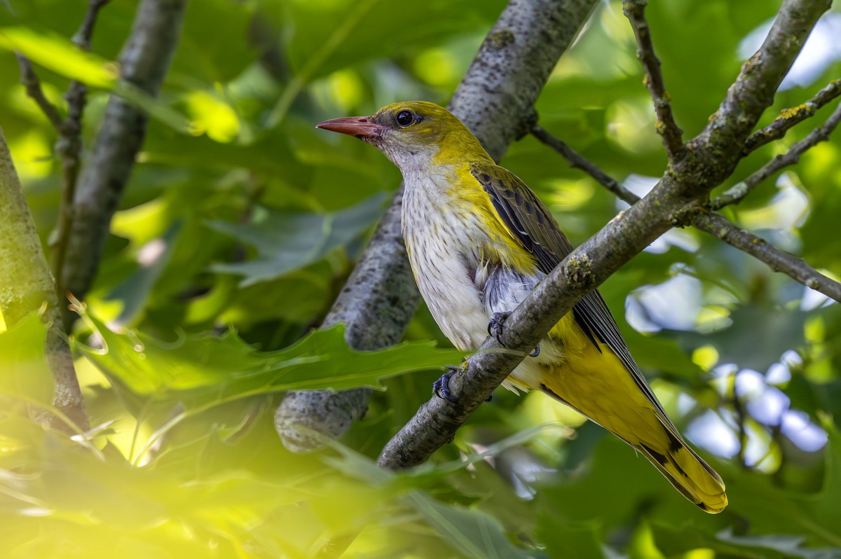 Eurasian Golden Oriole - ML620760542