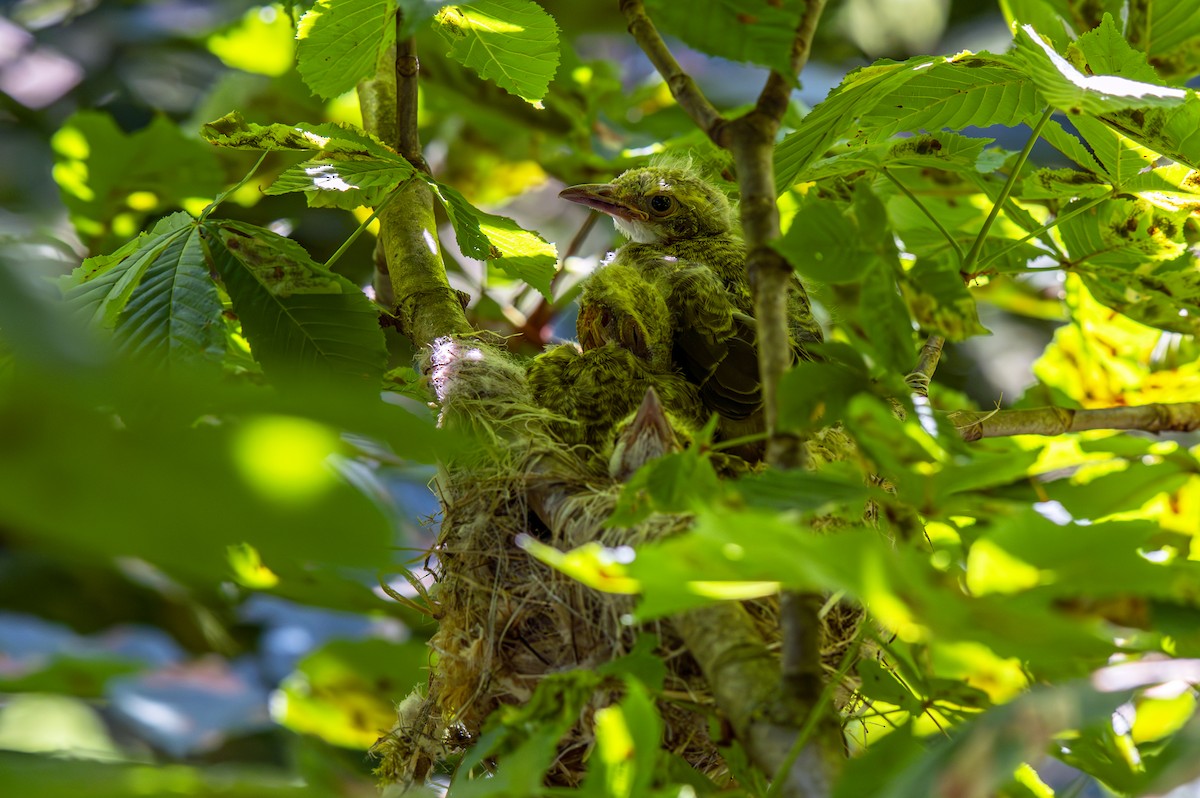 Eurasian Golden Oriole - ML620760543