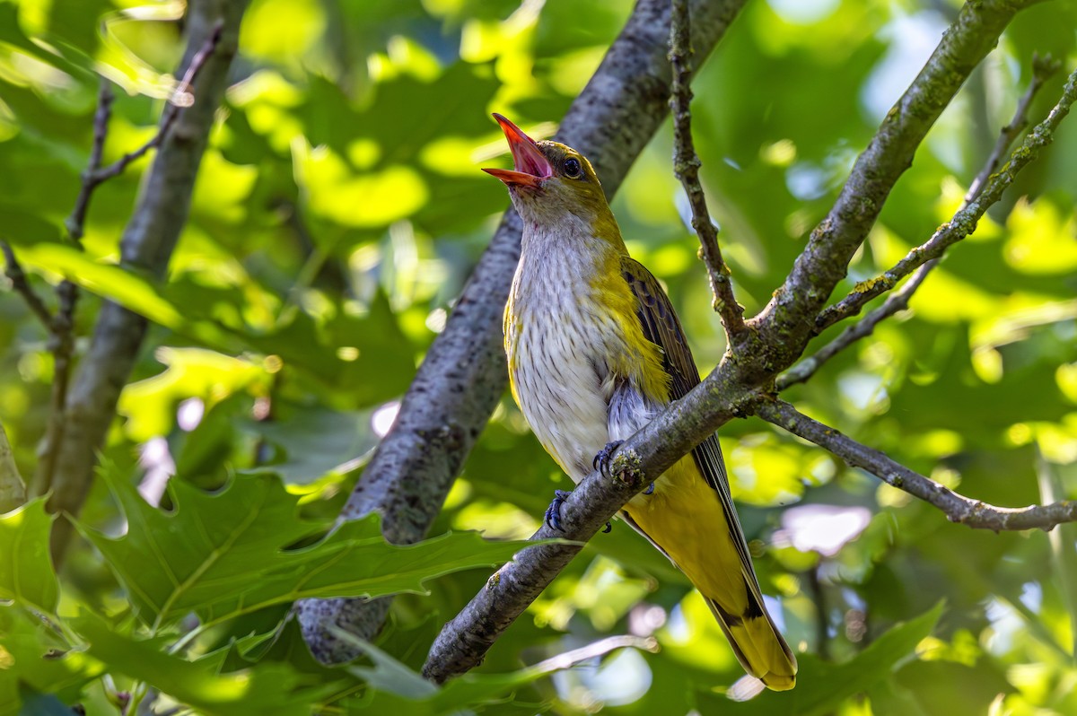 Eurasian Golden Oriole - ML620760544