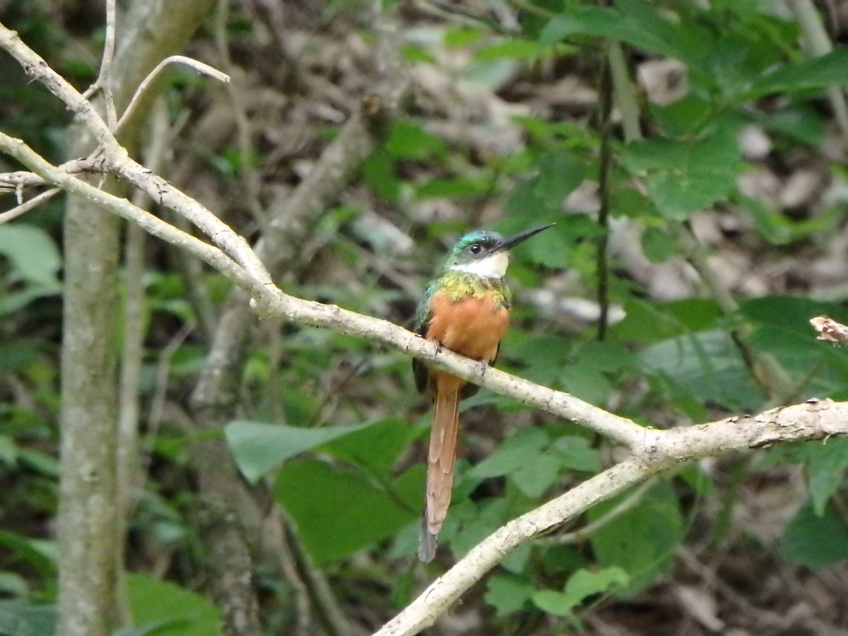 Jacamar à queue rousse - ML620760551