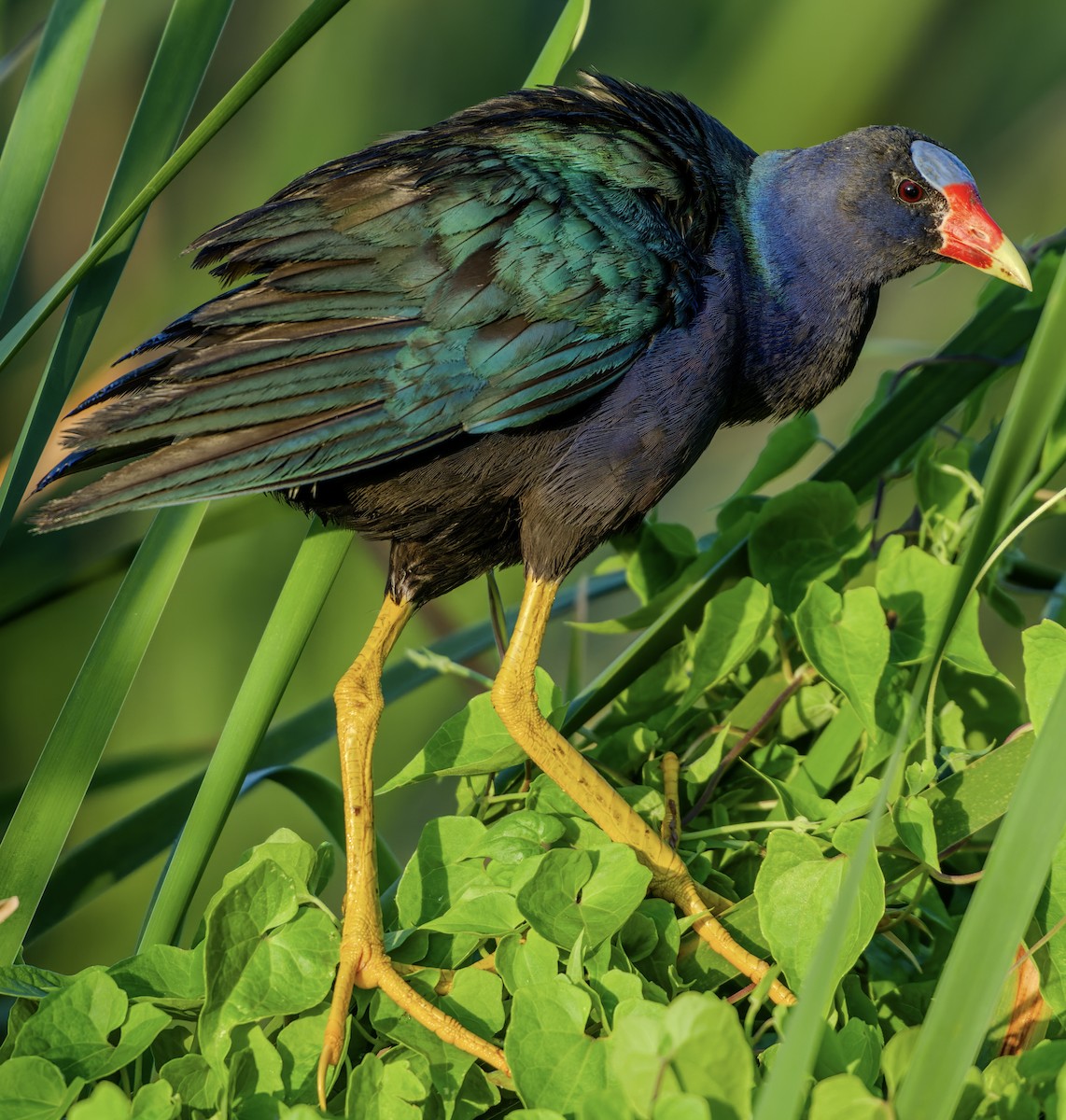 Purple Gallinule - ML620760552