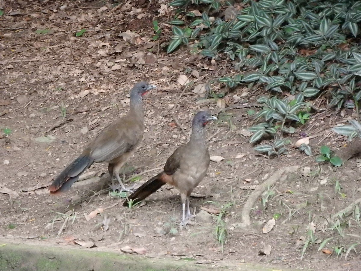 Rufous-vented Chachalaca - ML620760560