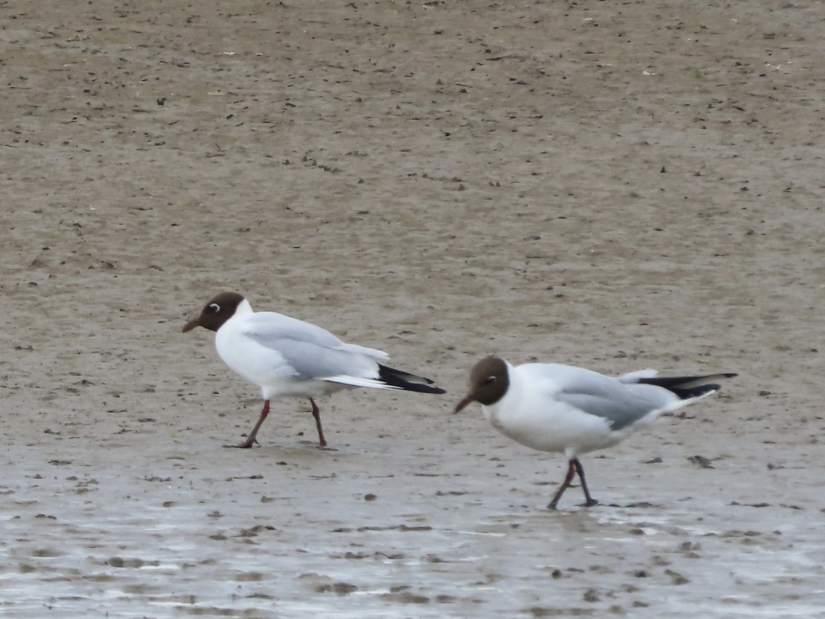 Black-headed Gull - ML620760561