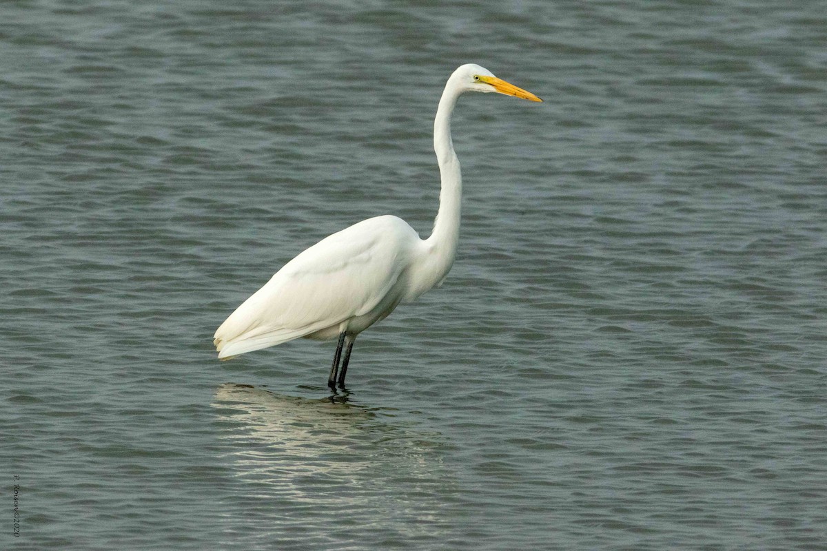 Great Egret - ML620760563