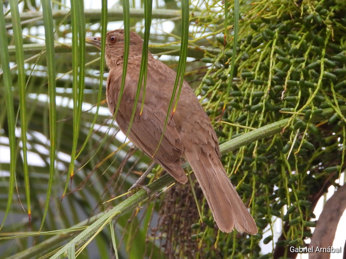 Clay-colored Thrush - Gabriel Arnábal