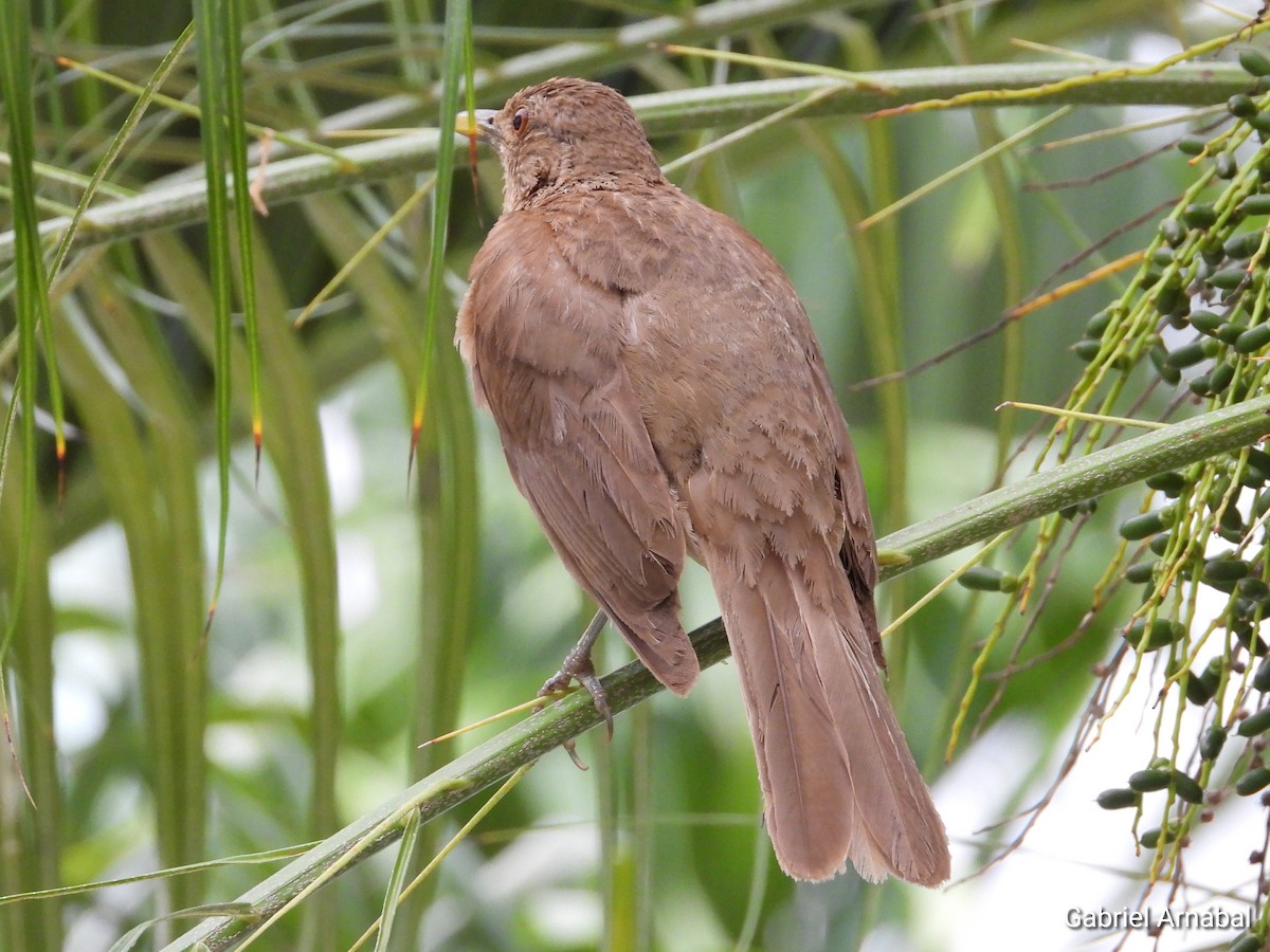 Clay-colored Thrush - ML620760572