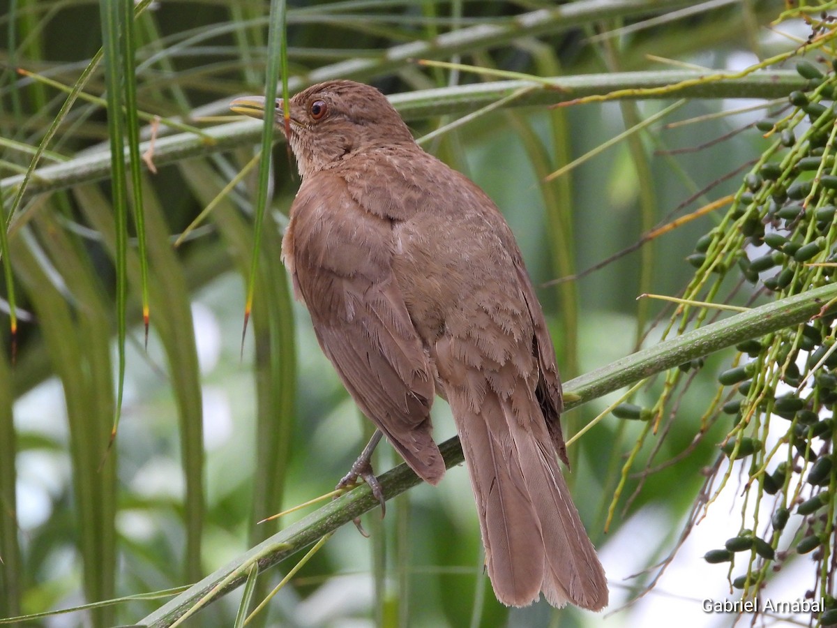 Clay-colored Thrush - ML620760574