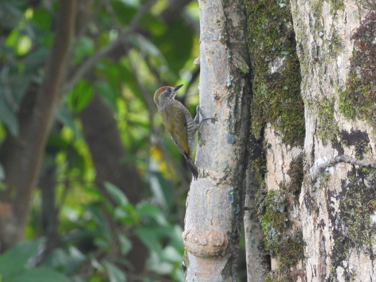 Little Woodpecker - Alberto Peña