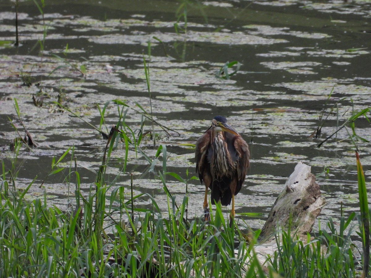 Purple Heron - ML620760582