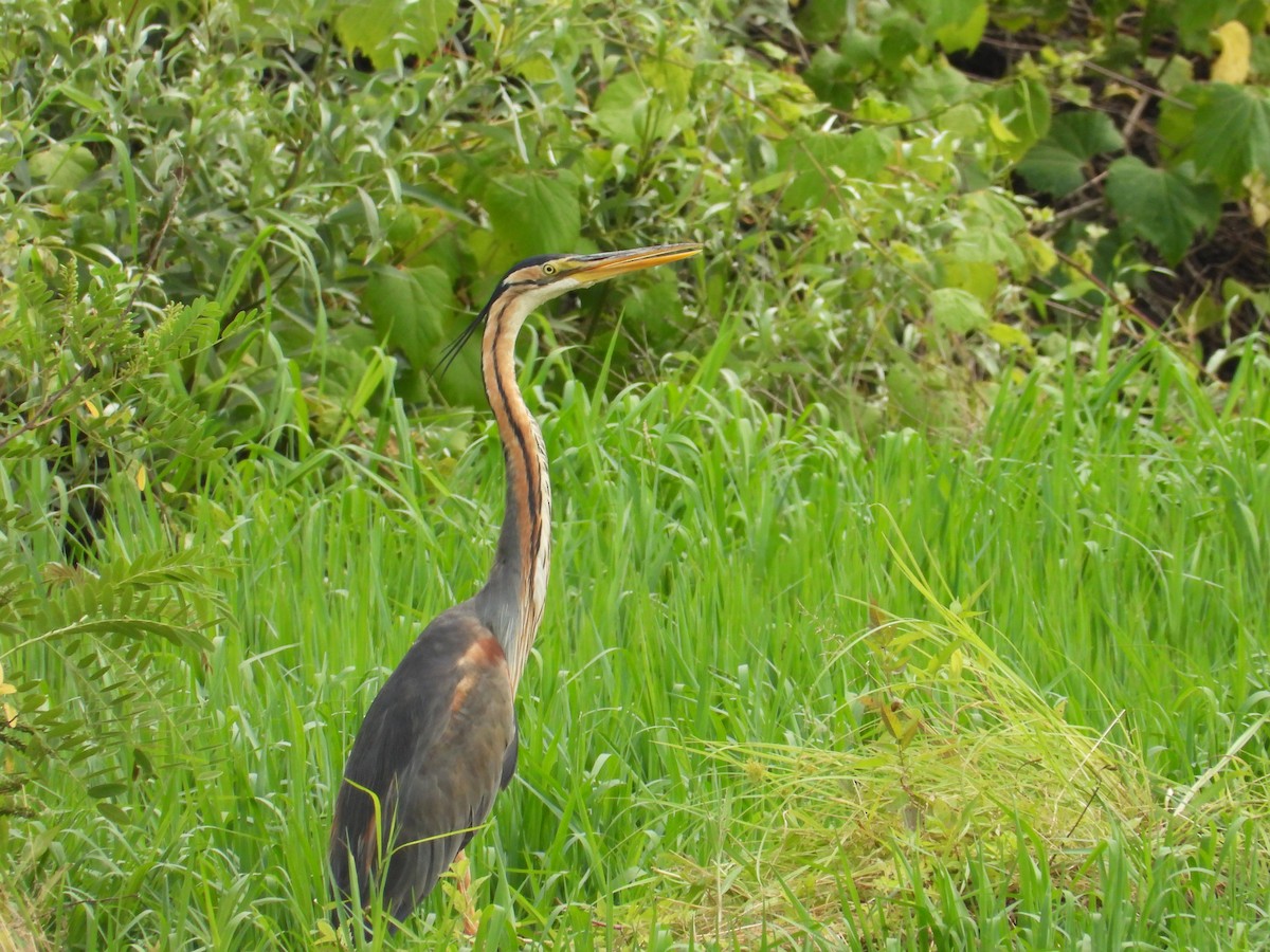 Purple Heron - ML620760583