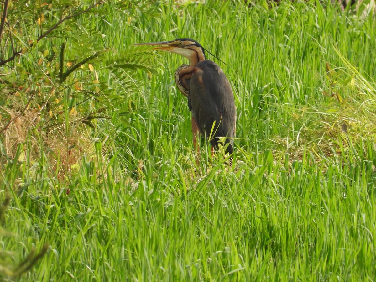 Purple Heron - ML620760584