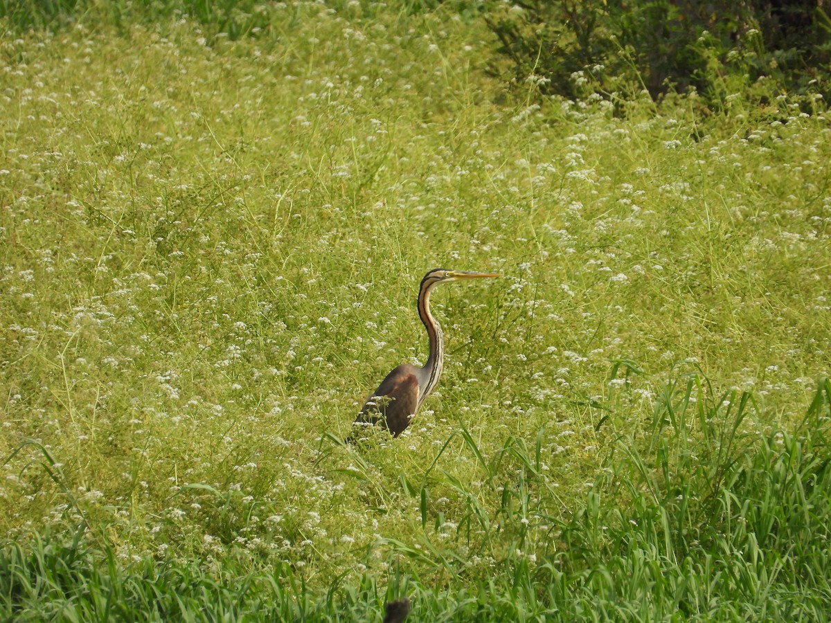 Purple Heron - ML620760585