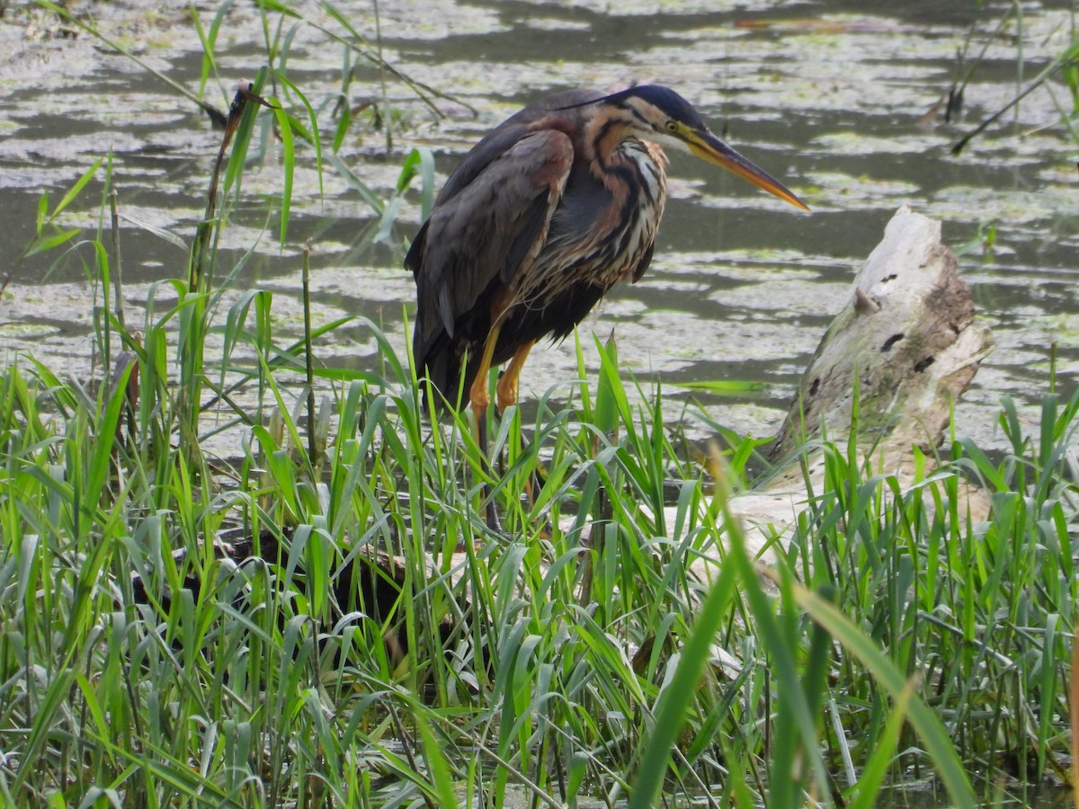 Purple Heron - ML620760586