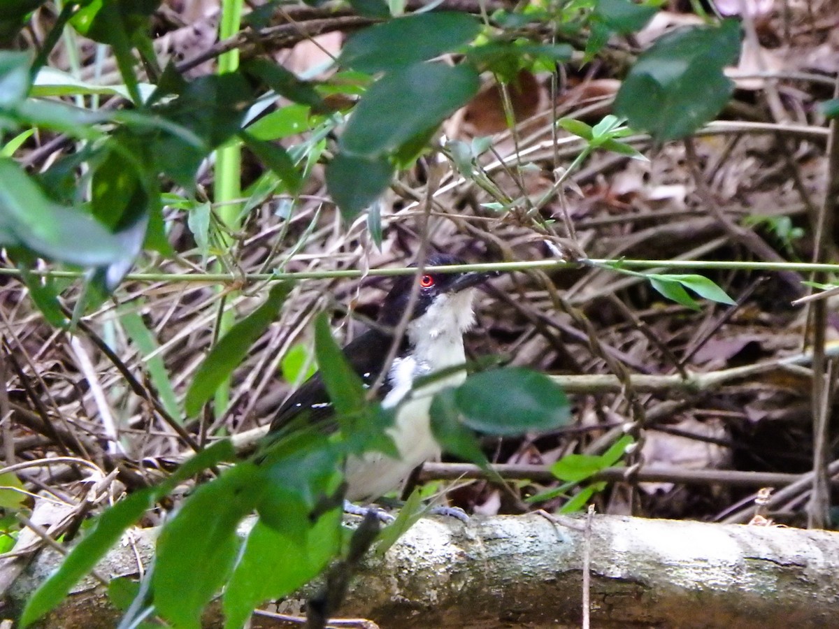 Great Antshrike - ML620760600