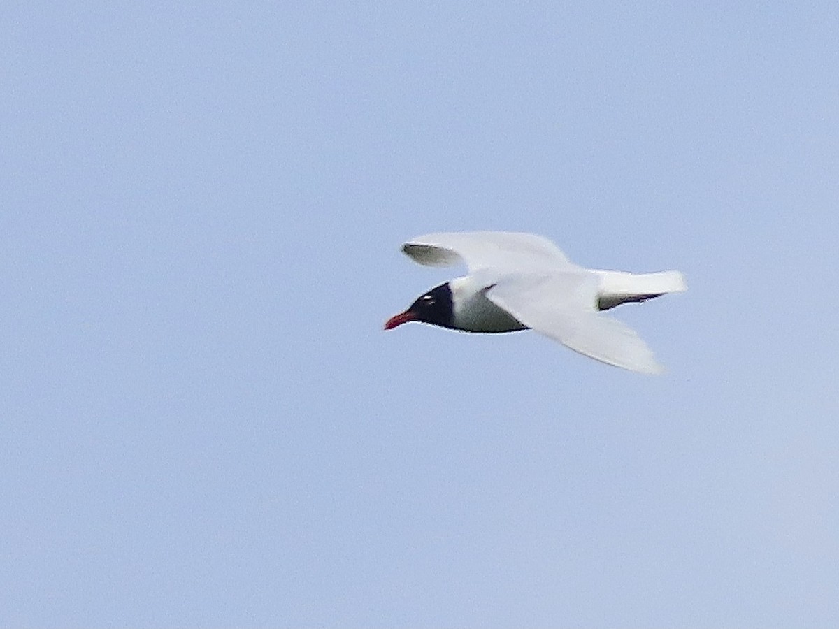 Mouette mélanocéphale - ML620760602