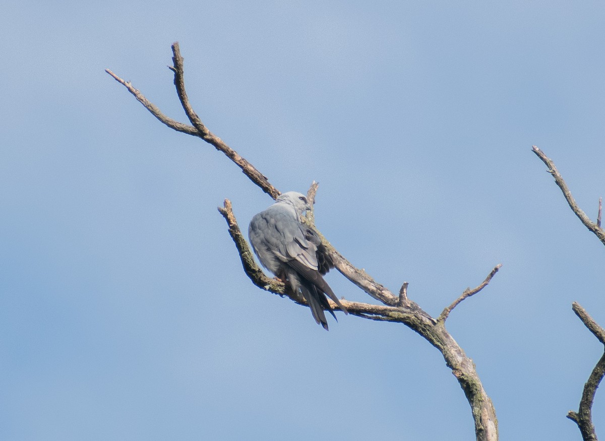 Mississippi Kite - ML620760604