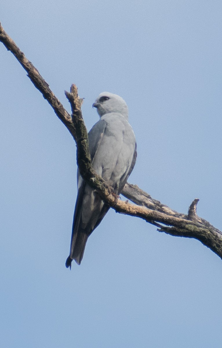 Mississippi Kite - ML620760605