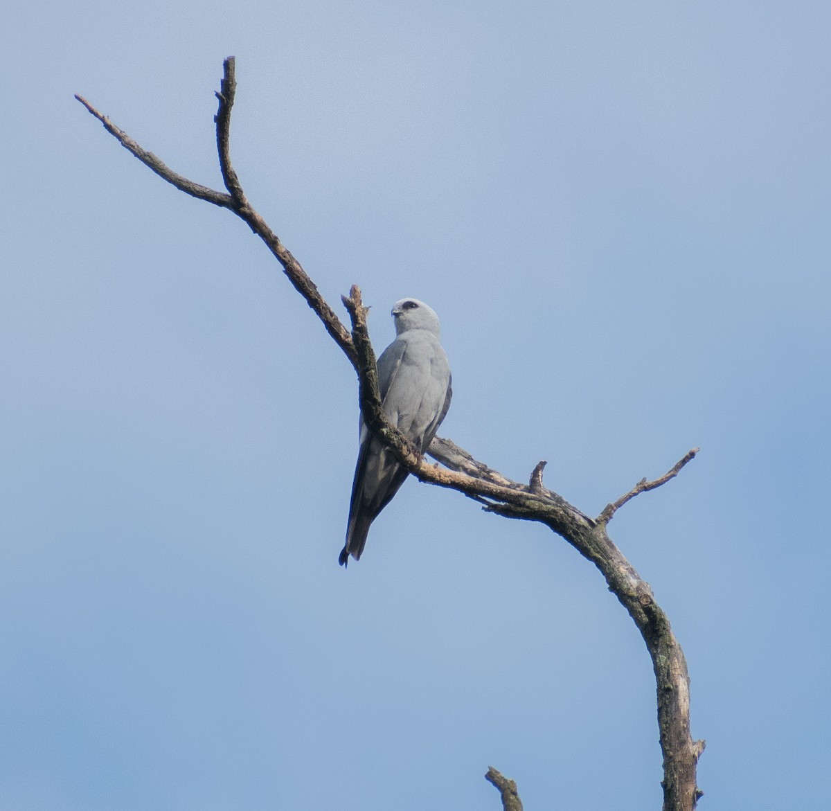 Mississippi Kite - ML620760606