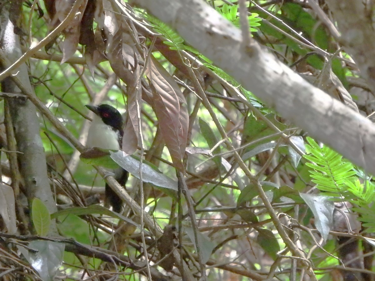 Great Antshrike - ML620760613