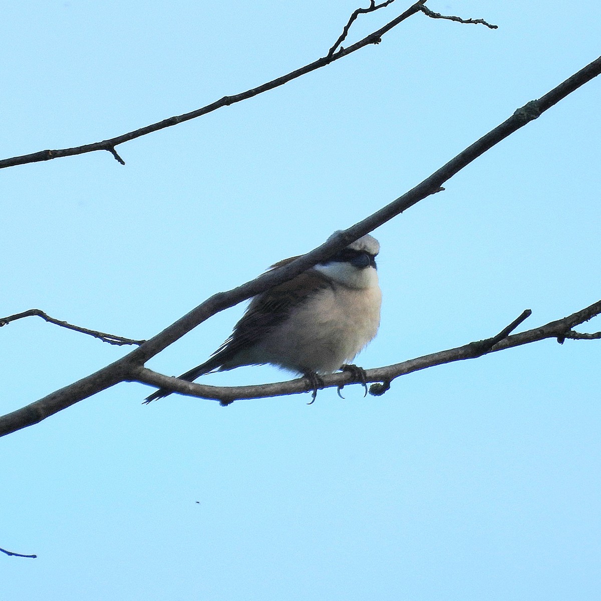 Red-backed Shrike - ML620760626