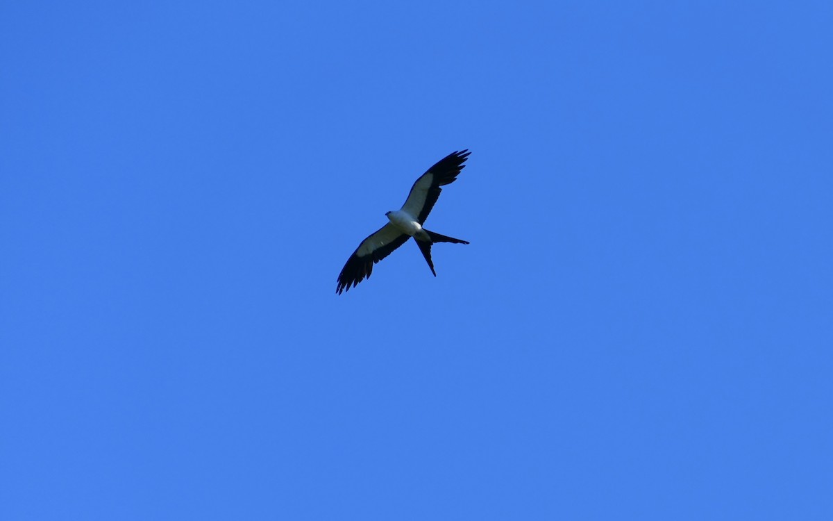 Swallow-tailed Kite - ML620760627