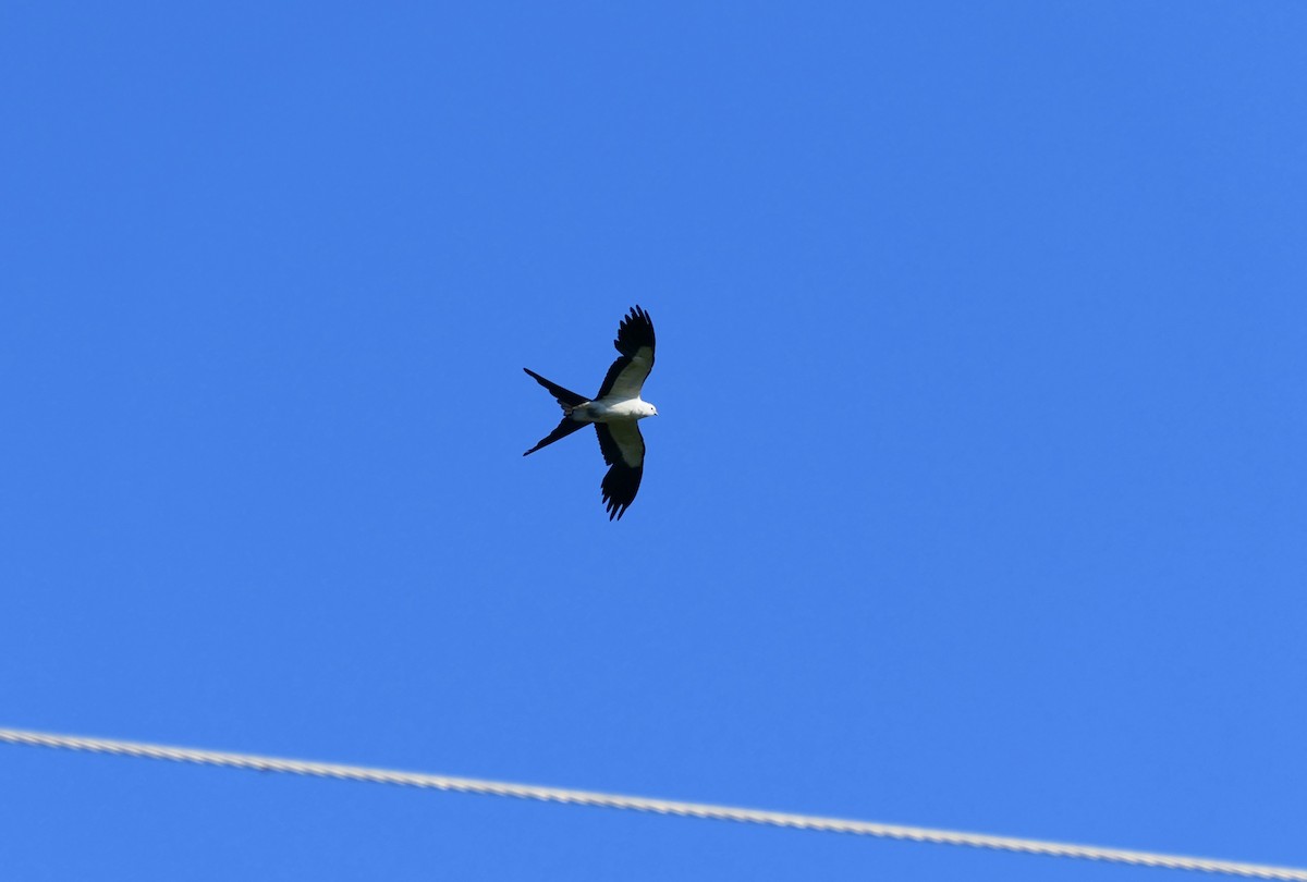 Swallow-tailed Kite - ML620760628