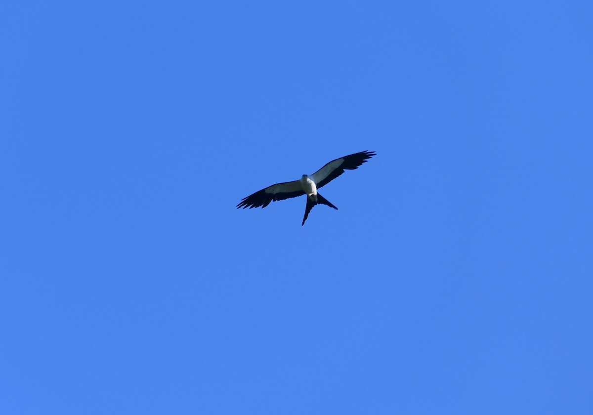 Swallow-tailed Kite - ML620760629