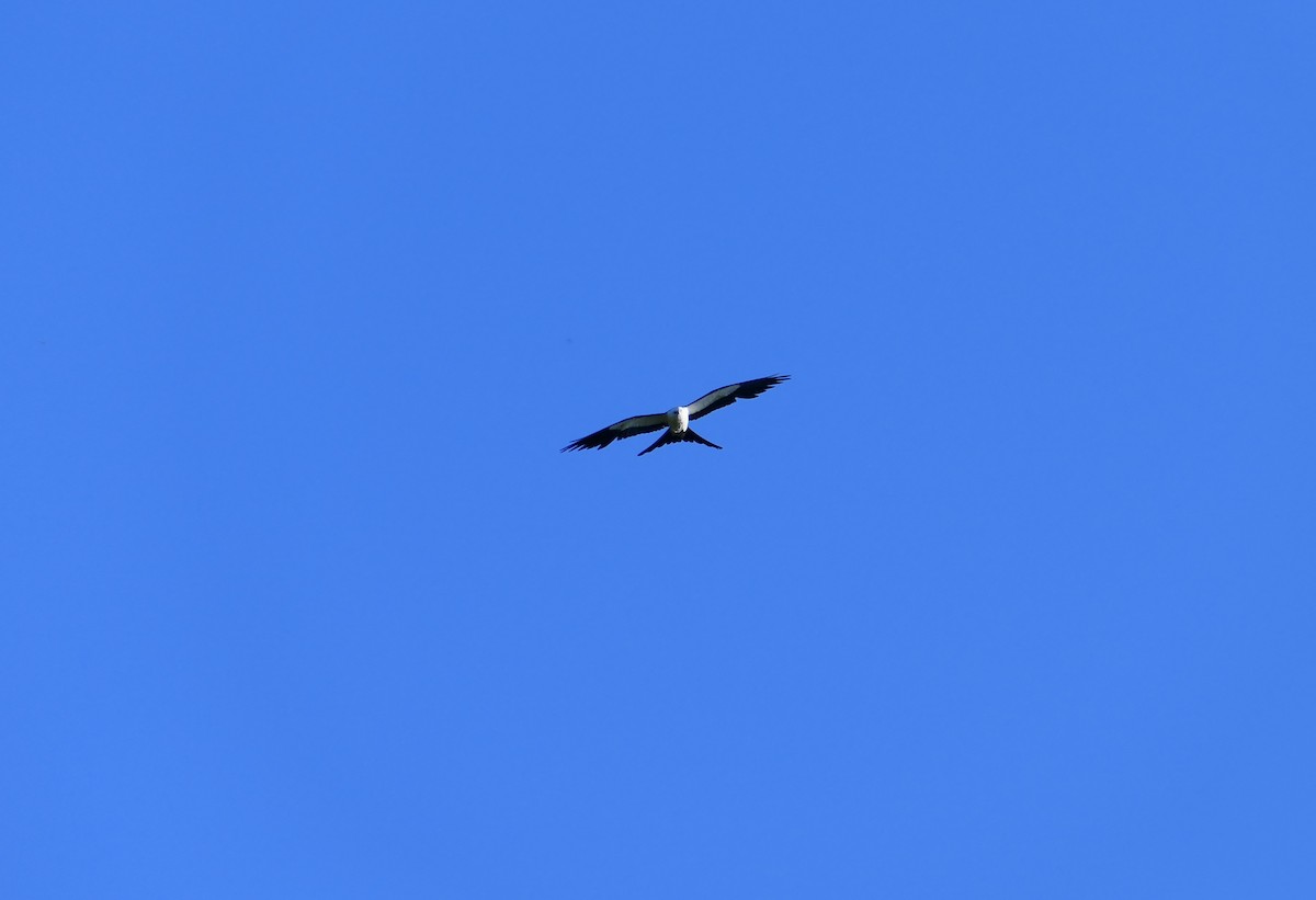 Swallow-tailed Kite - ML620760630