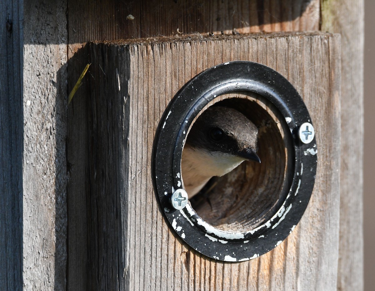 Tree Swallow - ML620760631