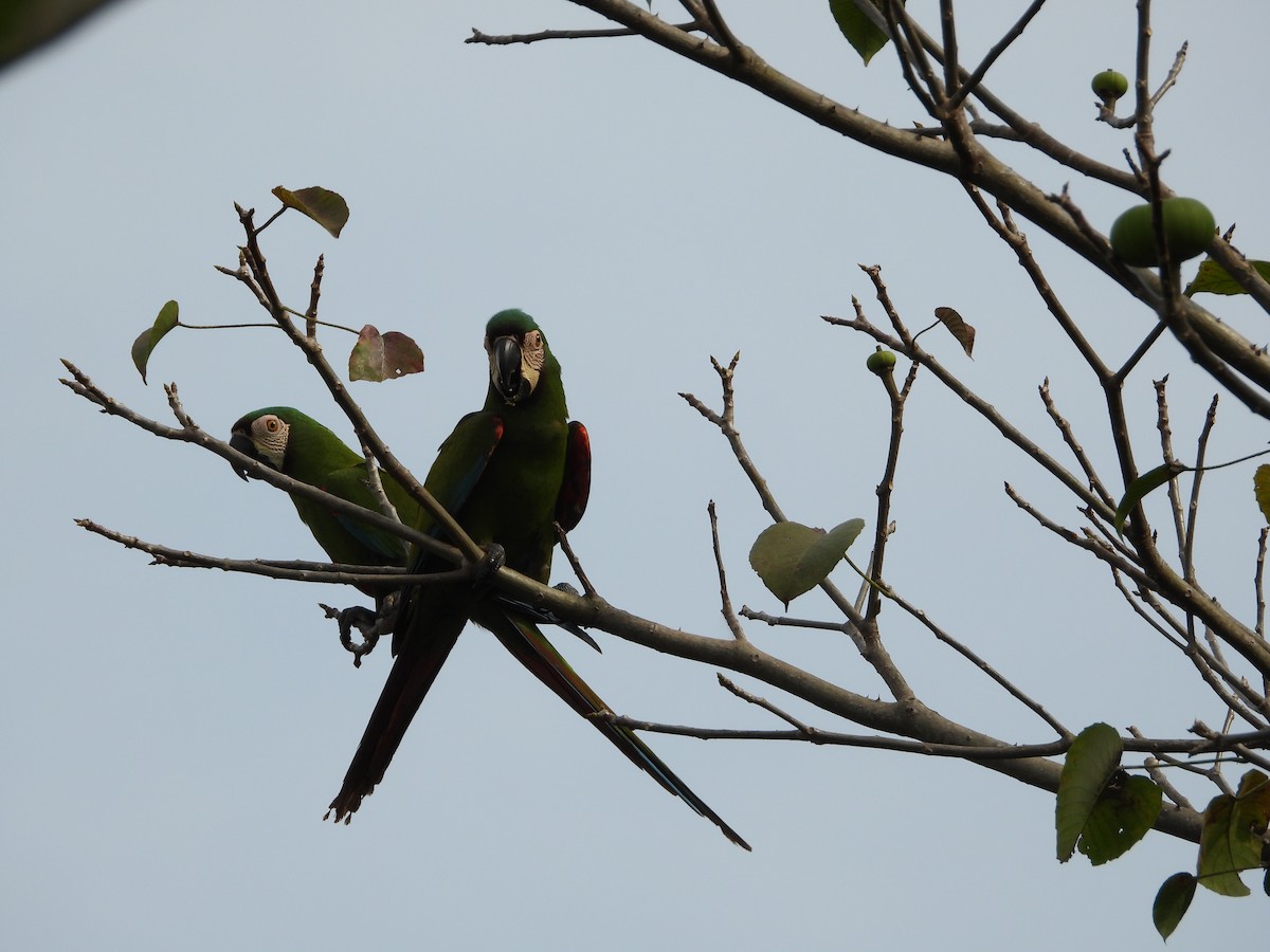 Chestnut-fronted Macaw - ML620760635