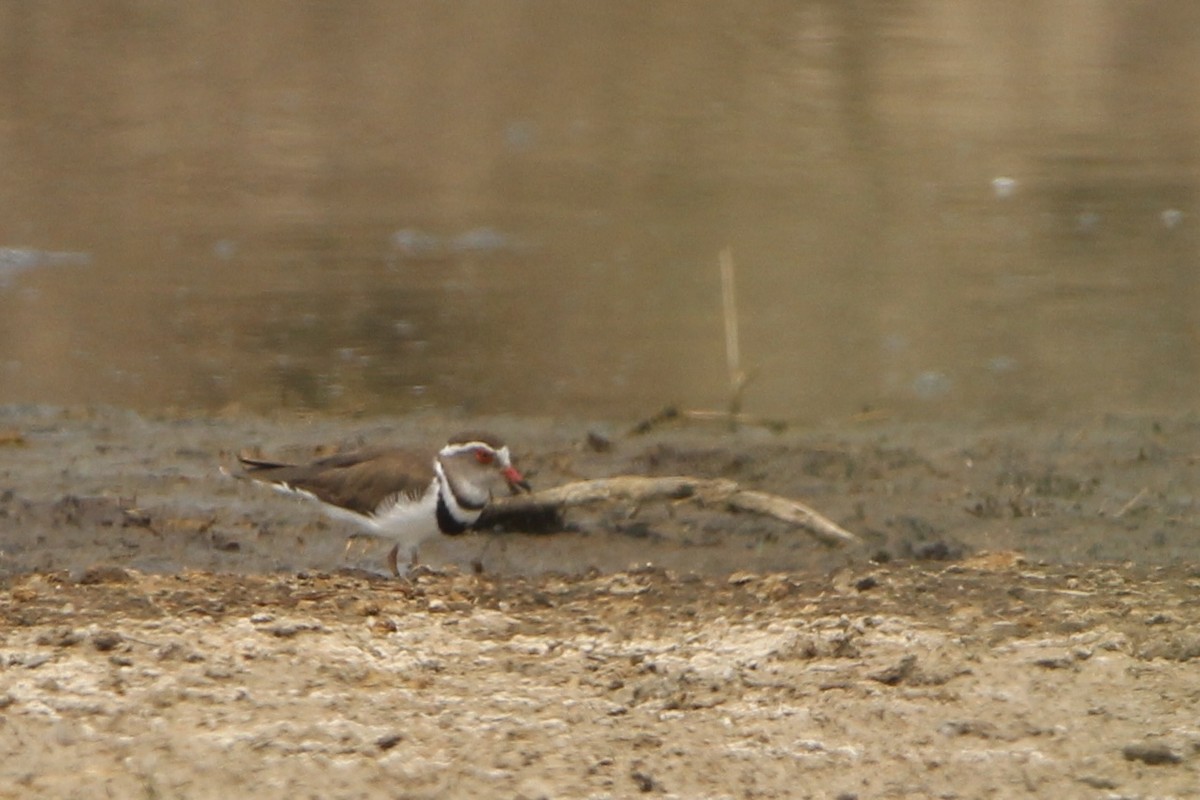 Three-banded Plover - ML620760636