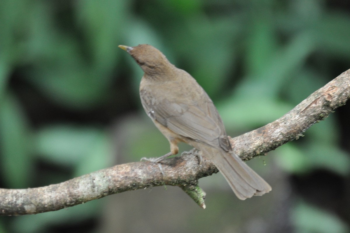 Clay-colored Thrush - ML620760637